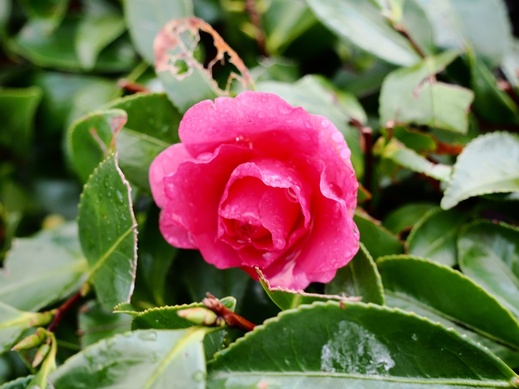 雨上がりの江戸川2