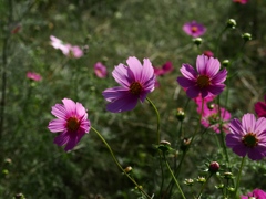 江戸川松戸フラワーライン10