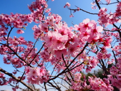 小貝川の桜10