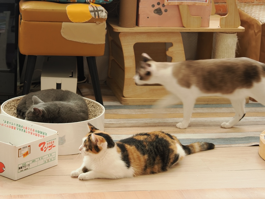 猫まるカフェ18
