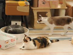 猫まるカフェ18