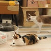 猫まるカフェ18