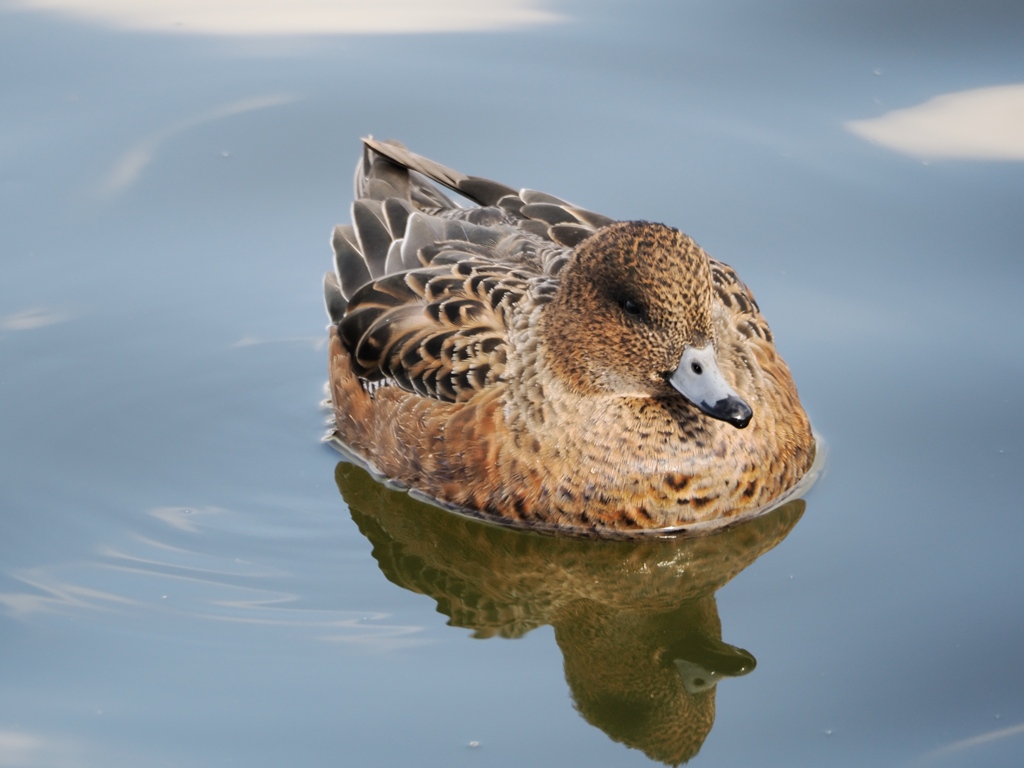水元公園の鳥23