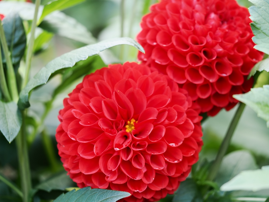 両神山麓花の郷ダリア園36