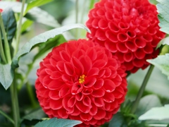 両神山麓花の郷ダリア園36