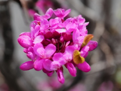 新川千本桜7