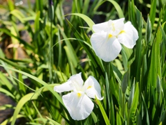 堀切菖蒲園の花菖蒲17