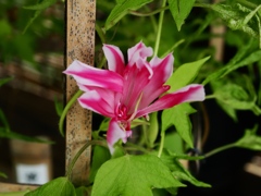 向島百花園43