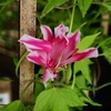 向島百花園43