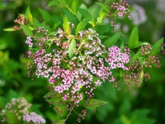 堀切菖蒲園の花菖蒲14