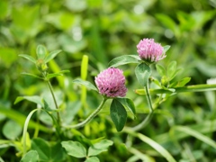 水元公園の蓮15
