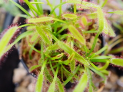 熱帯植物園25