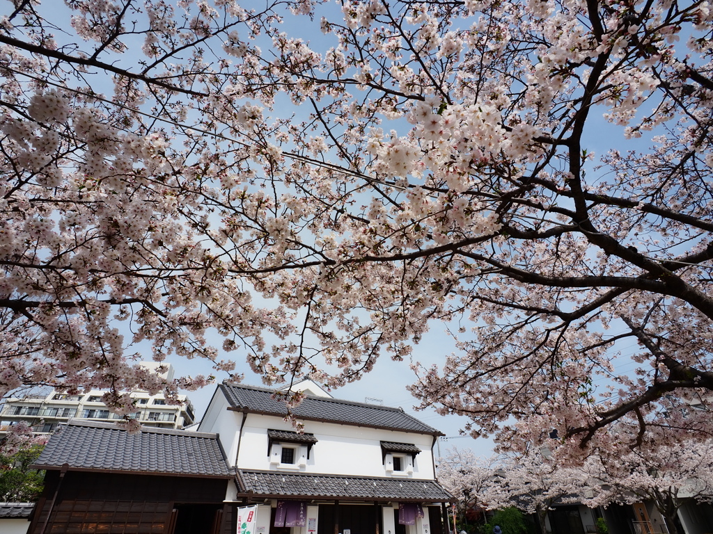 新川千本桜4