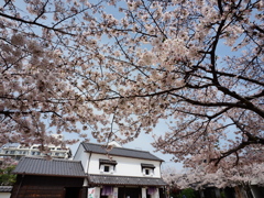 新川千本桜4