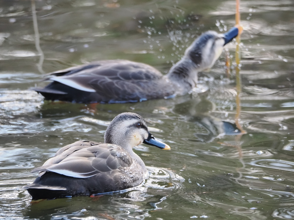 水元公園の鳥16
