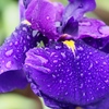 小岩菖蒲園の花菖蒲1