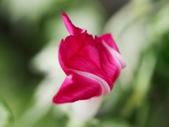 歴博の朝顔65