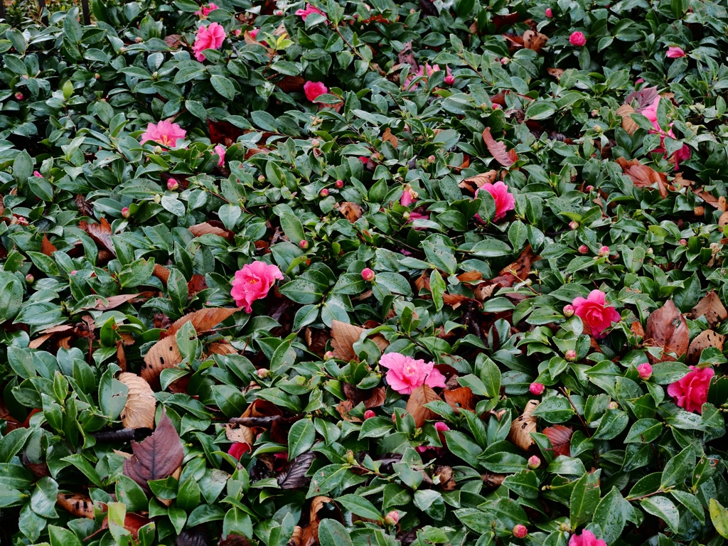 雨上がりの江戸川3