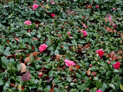 雨上がりの江戸川3