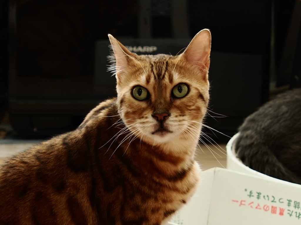 ねこ♪ 猫まるカフェ8 by 葛飾シトロン （ID：13099995） - 写真共有