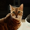 猫まるカフェ8