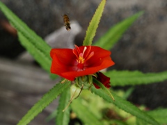 向島百花園42