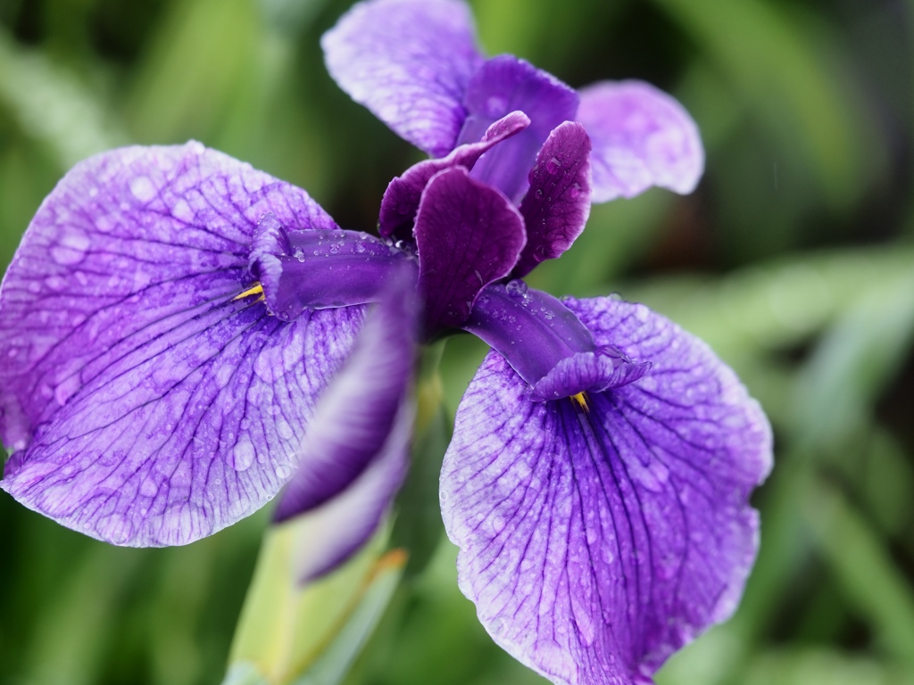小岩菖蒲園の花菖蒲9