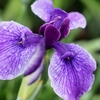 小岩菖蒲園の花菖蒲9