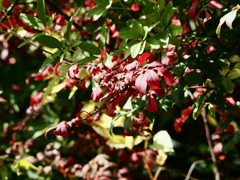 水元公園シン望遠11