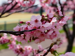 小貝川の桜1