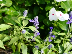 府中郷土の森公園35