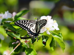 4月の堀切菖蒲園5