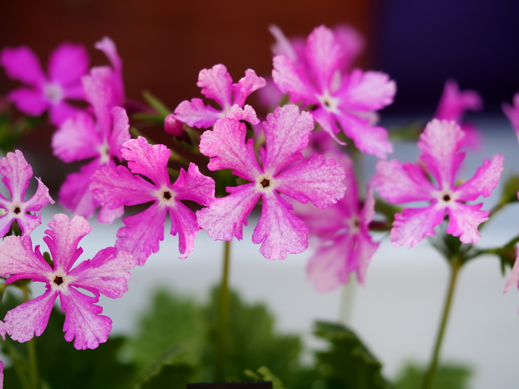 向島百花園4
