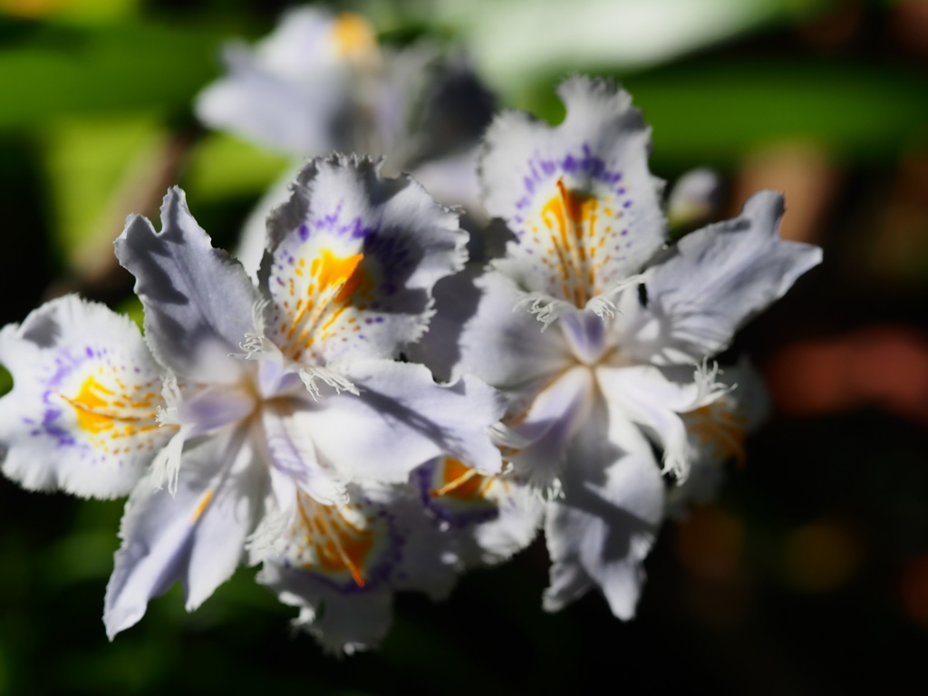 向島百花園9