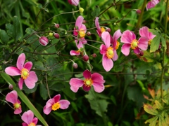 向島百花園7