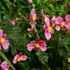 向島百花園7