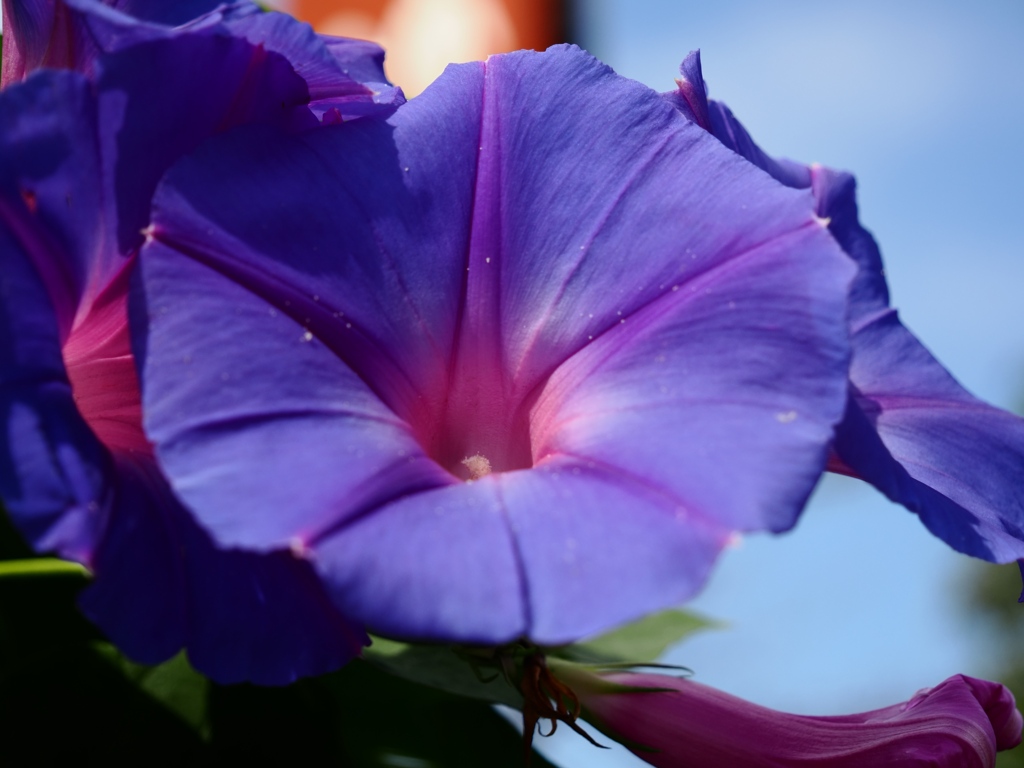 10月の水元公園5