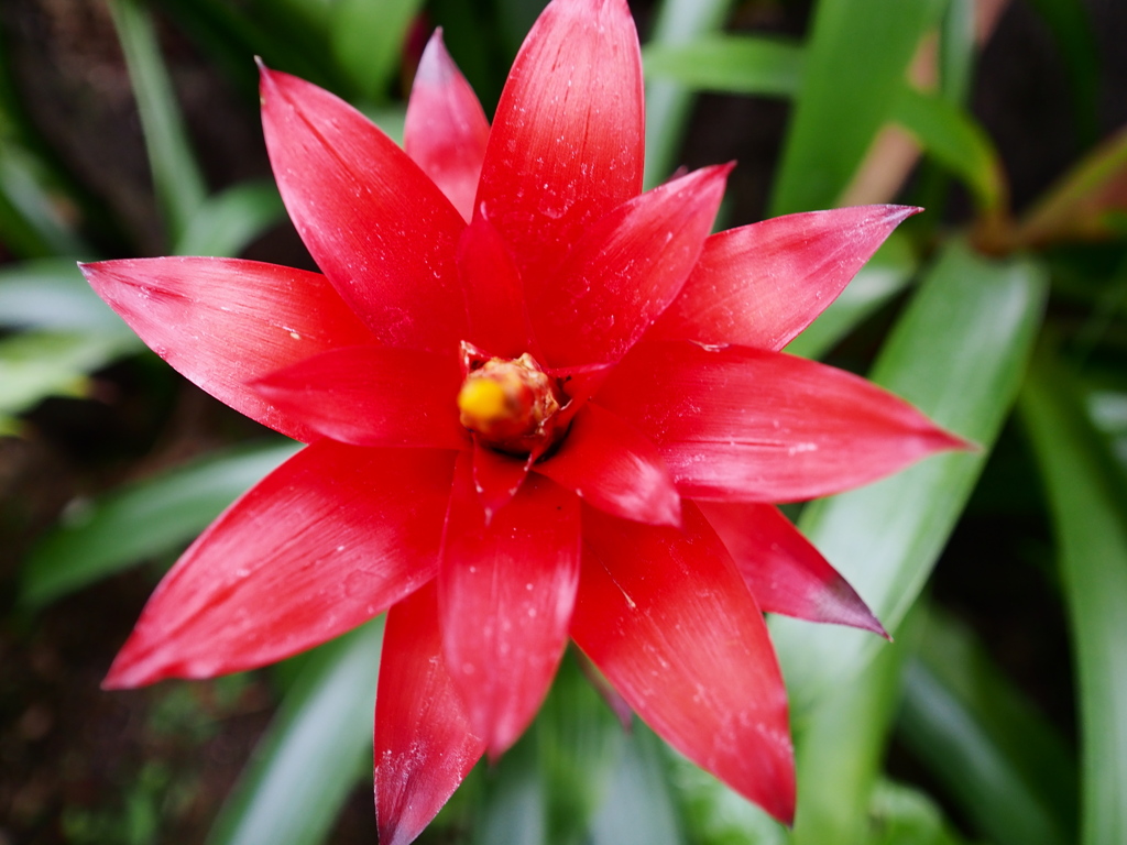 熱帯植物園14