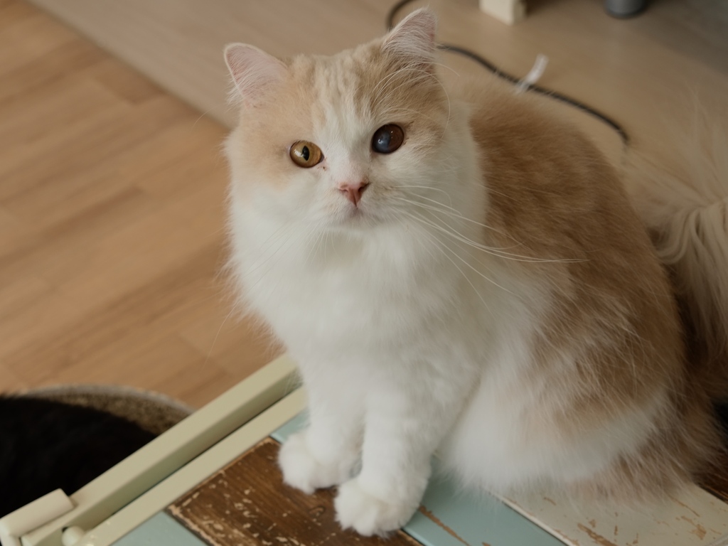 猫まるカフェ11 by 葛飾シトロン （ID：13100001） - 写真共有