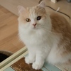 猫まるカフェ11