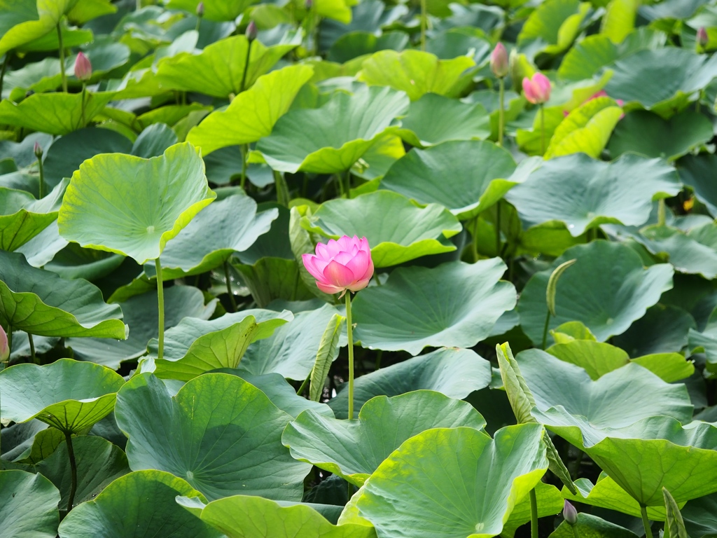 水元公園の蓮9