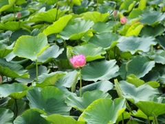 水元公園の蓮9