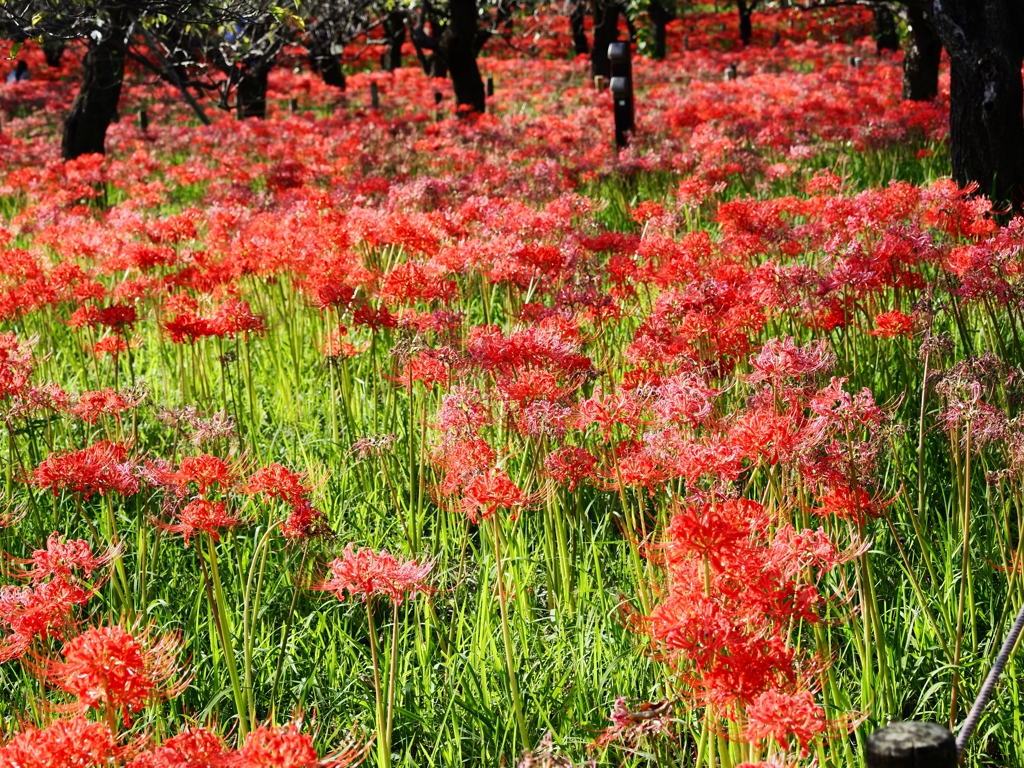 府中郷土の森公園40