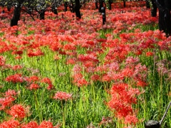 府中郷土の森公園40