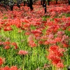 府中郷土の森公園40