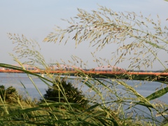 利根川沿岸5