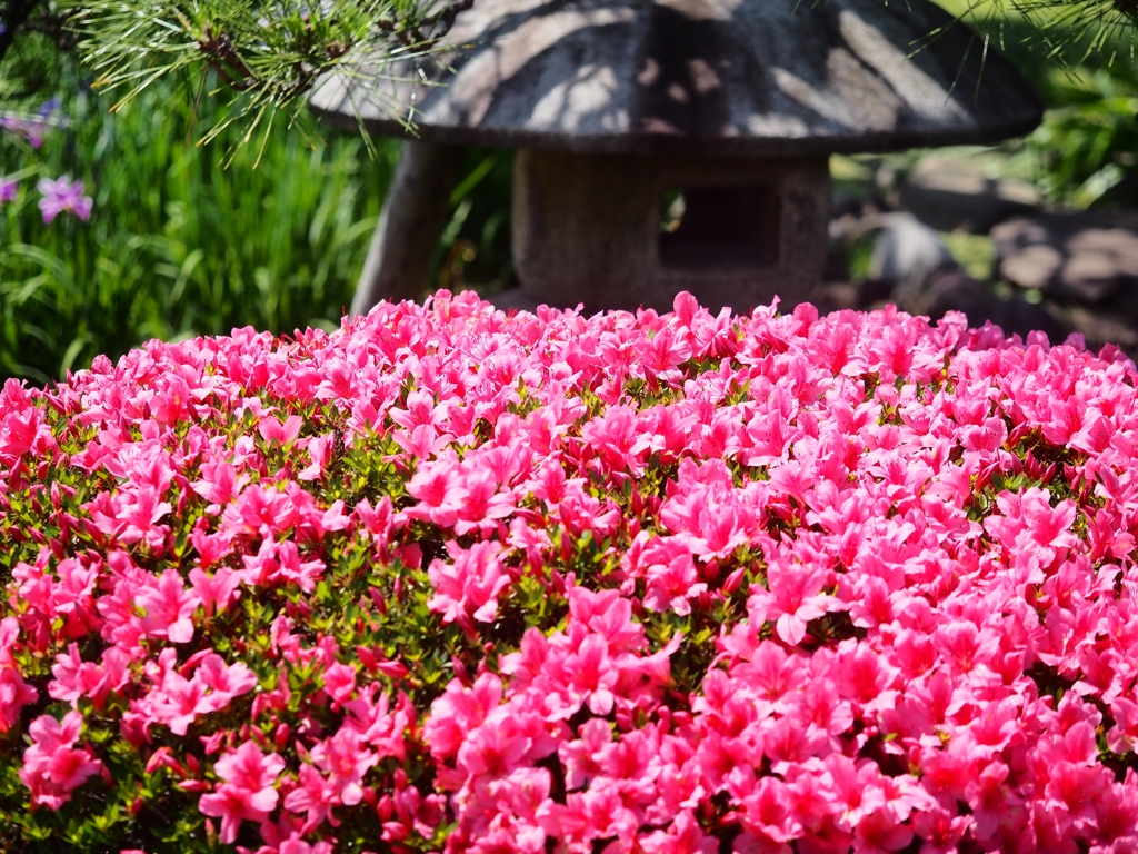 堀切菖蒲園の花菖蒲19