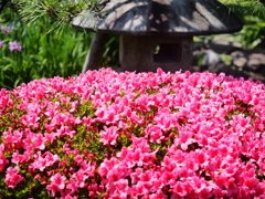 堀切菖蒲園の花菖蒲19