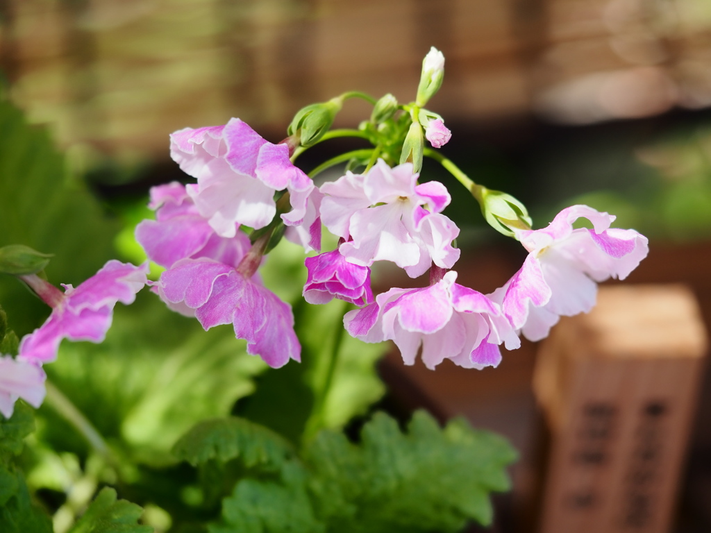 向島百花園1