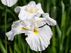 堀切菖蒲園の花菖蒲24